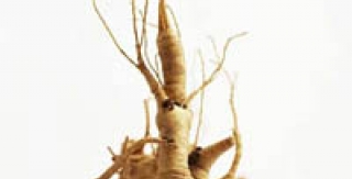 Hiệu quả chống ung thư của nhân sâm