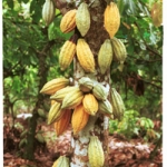 Kem đánh răng cacao chống sâu răng