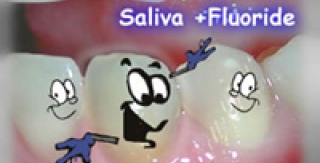 Vai trò của men và ngà răng trong việc phòng ngừa sâu răng? 