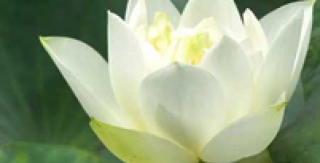 Đừng để bệnh nhân trở thành... vật thí nghiệm