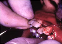 rang-roi-khoi-o-o-tre-6